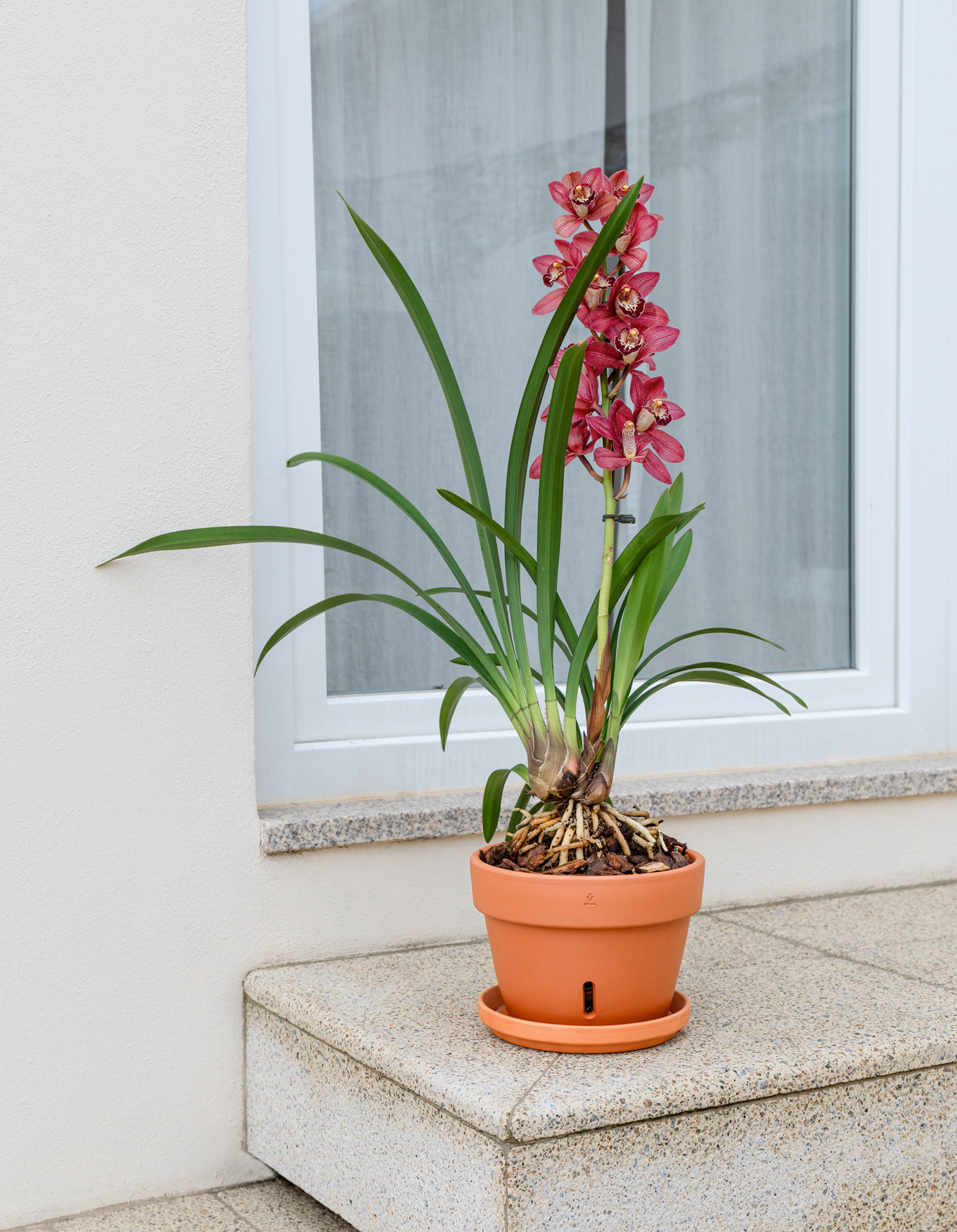 Vaso Amália Orquídea