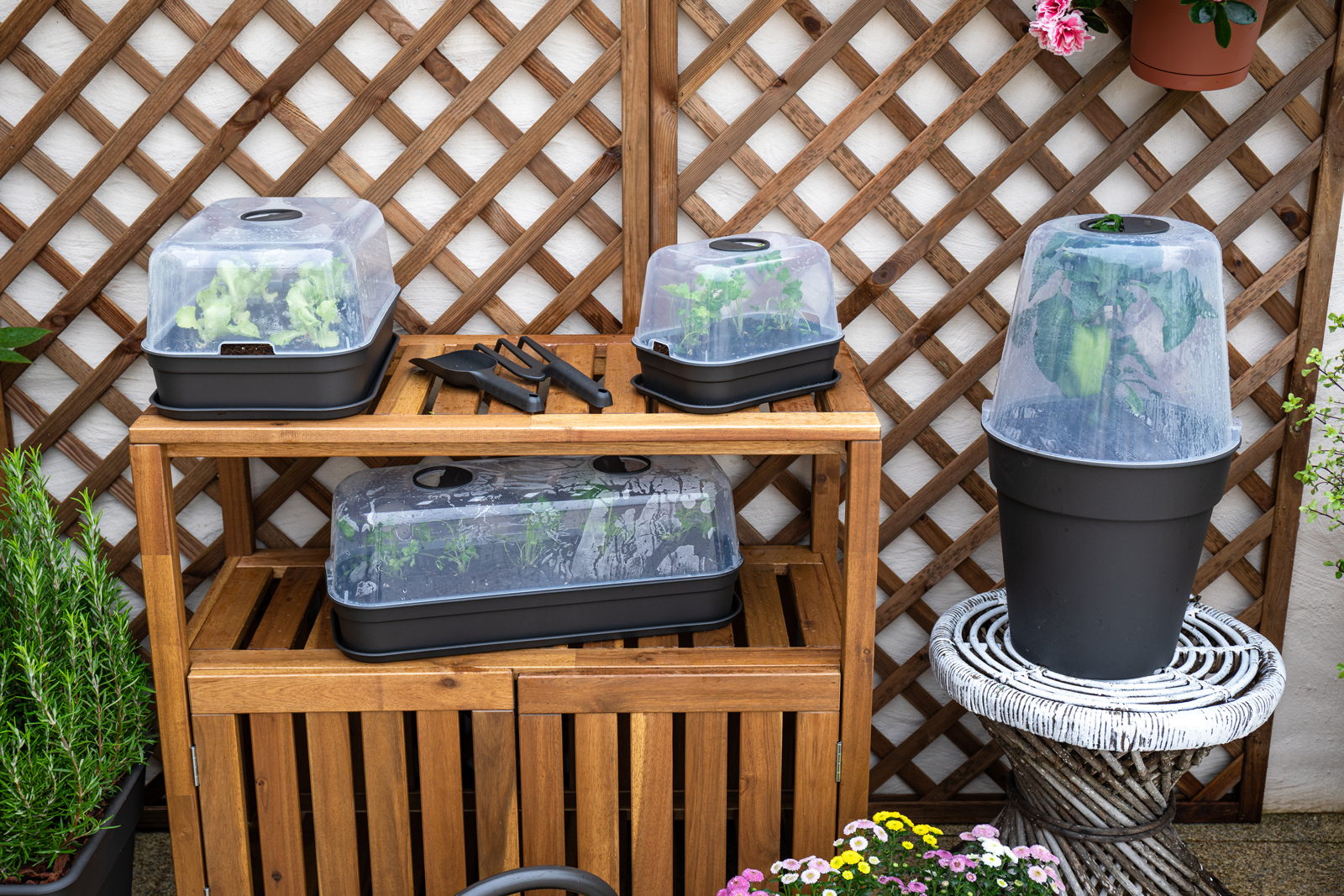 Madagascar To Grow Lid S